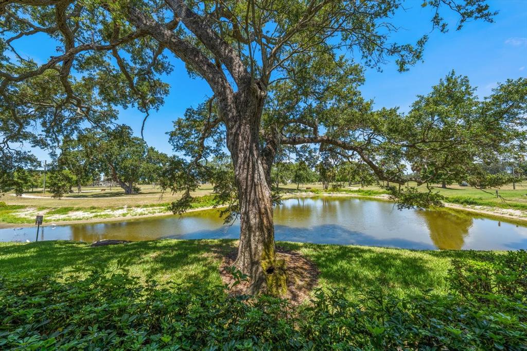 A large, mature oak tree stands in the foreground overlooking a small pond and lawn — 2152 GULF VIEW BOULEVARD, DUNEDIN, FL