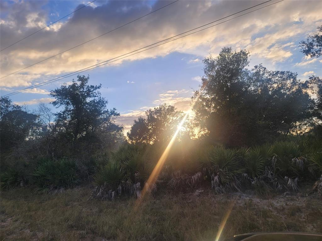 A sunlit view of trees and palmettos under a cloudy sky with visible power lines — 1869 JACINTO AVENUE, LEHIGH ACRES, FL