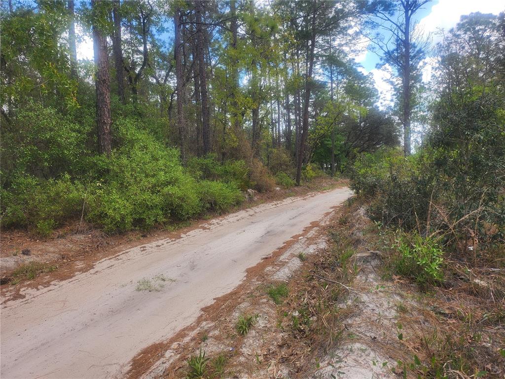 A dirt road winds through a wooded area with dense green trees and shrubs — 7446 SW 151ST PLACE, DUNNELLON, FL