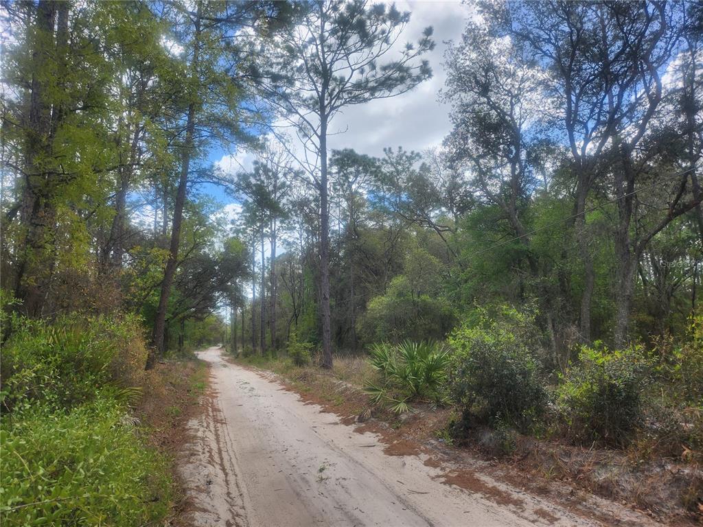 A dirt road winds through a wooded area with tall pine trees and dense vegetation — 7446 SW 151ST PLACE, DUNNELLON, FL