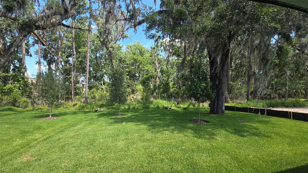 A grassy backyard features several young trees and mature oaks with Spanish moss — 19451 FOREST GARDEN COURT, BROOKSVILLE, FL