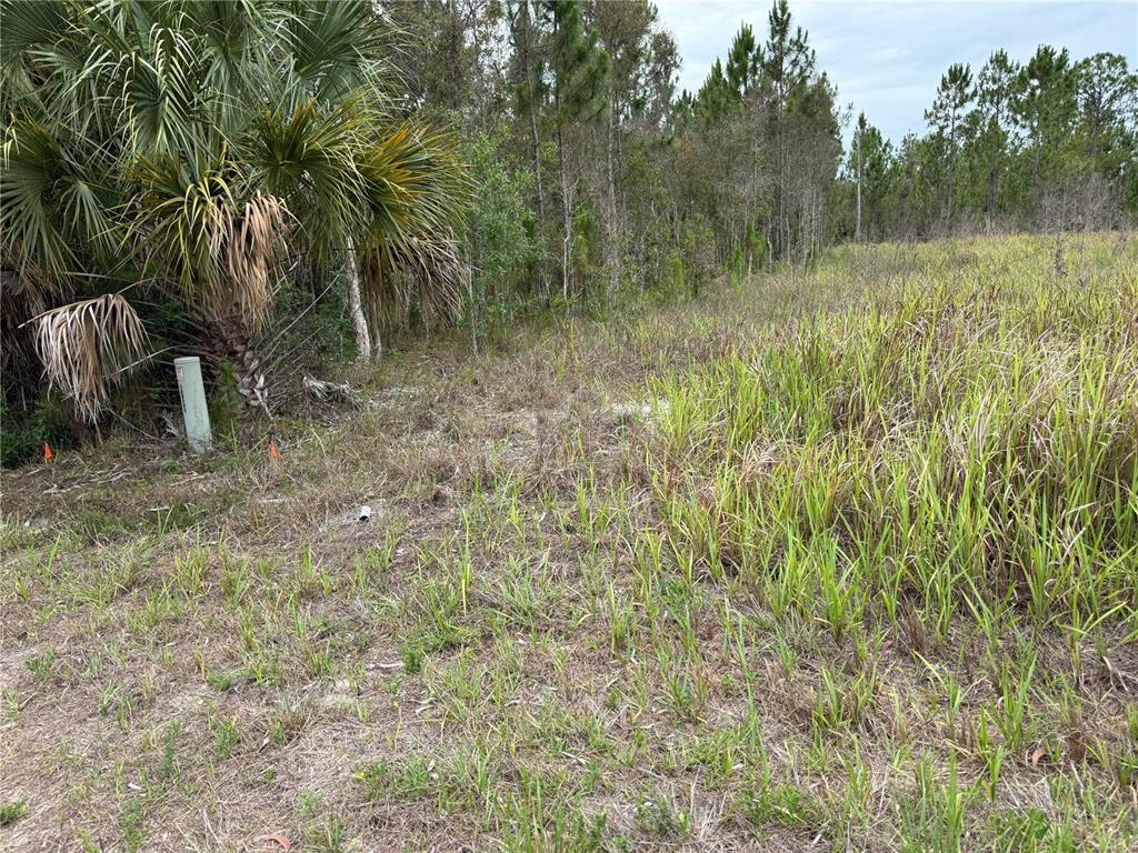 A grassy, undeveloped lot features a palm tree and a utility box near the woods — 1009 JACKSON AVENUE, LEHIGH ACRES, FL