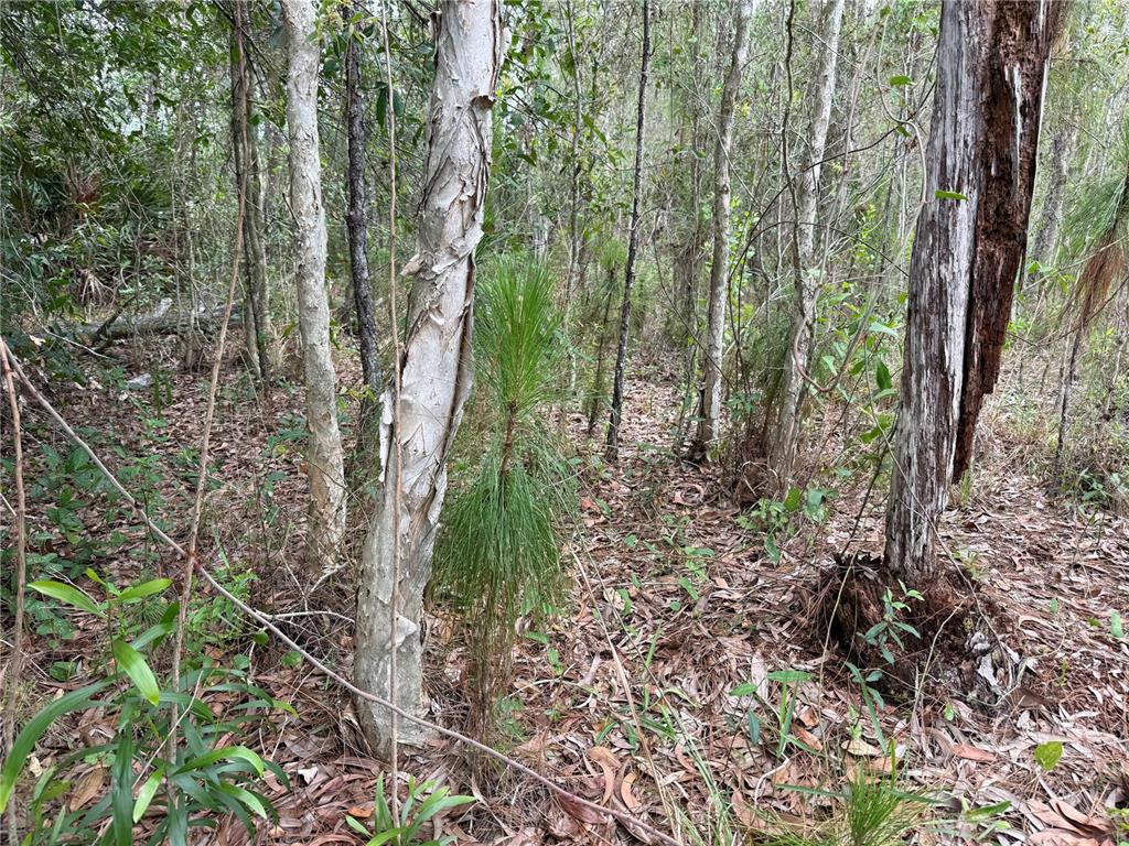 A view of a wooded area with various trees, shrubs, and a leaf-covered forest floor — 1009 JACKSON AVENUE, LEHIGH ACRES, FL