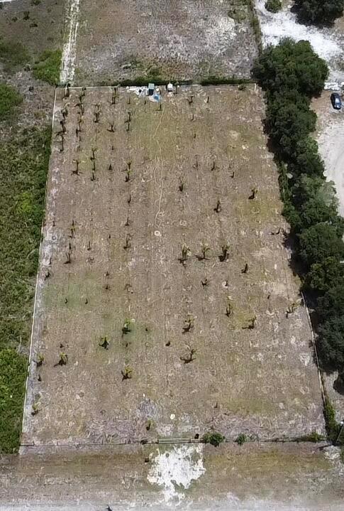 An aerial view of a rectangular, cleared lot featuring scattered small palm trees — 18282 NW 306th Street, Okeechobee FL 34972, OKEECHOBEE, FL