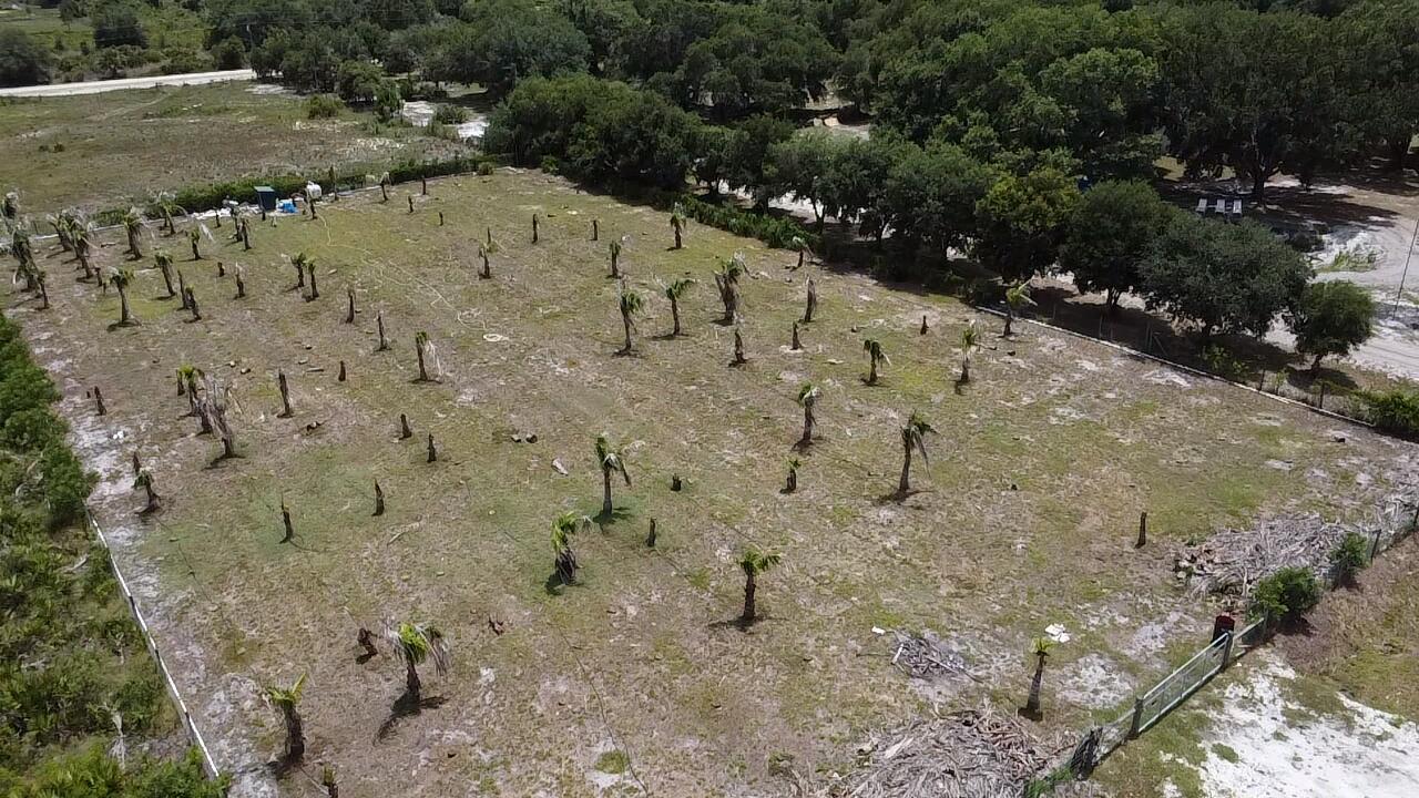 An aerial view of a fenced, grassy field planted with numerous small palm trees — 18282 NW 306th Street, Okeechobee FL 34972, OKEECHOBEE, FL