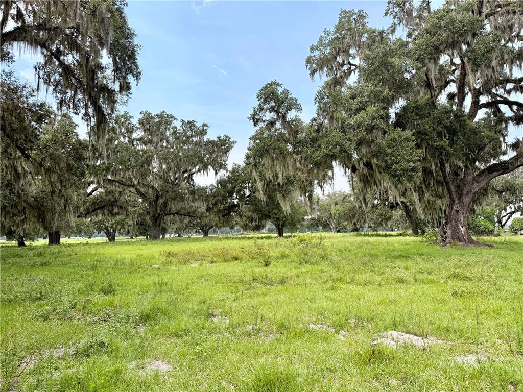 A grassy field is dotted with large, moss-draped oak trees under a blue sky — E C-478, WEBSTER, FL