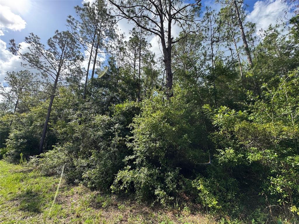 A dense wooded area with tall pine trees and thick underbrush under a blue sky — Lot#11 SW SOUTH BEACH COURT, DUNNELLON, FL