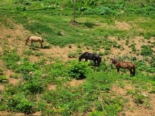 Three horses graze in a grassy, sloped field with patches of exposed dirt — 842 CAIMITO UNIT 4.2 KM, SAN JUAN, PR