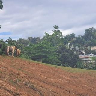 Two horses stand on a grassy hill overlooking a hillside with trees and houses — 842 CAIMITO UNIT 4.2 KM, SAN JUAN, PR
