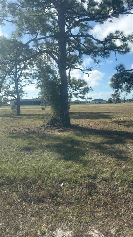 A large pine tree stands in the foreground of a flat, grassy, undeveloped residential lot — 19 CARLINE LANE, PLACIDA, FL