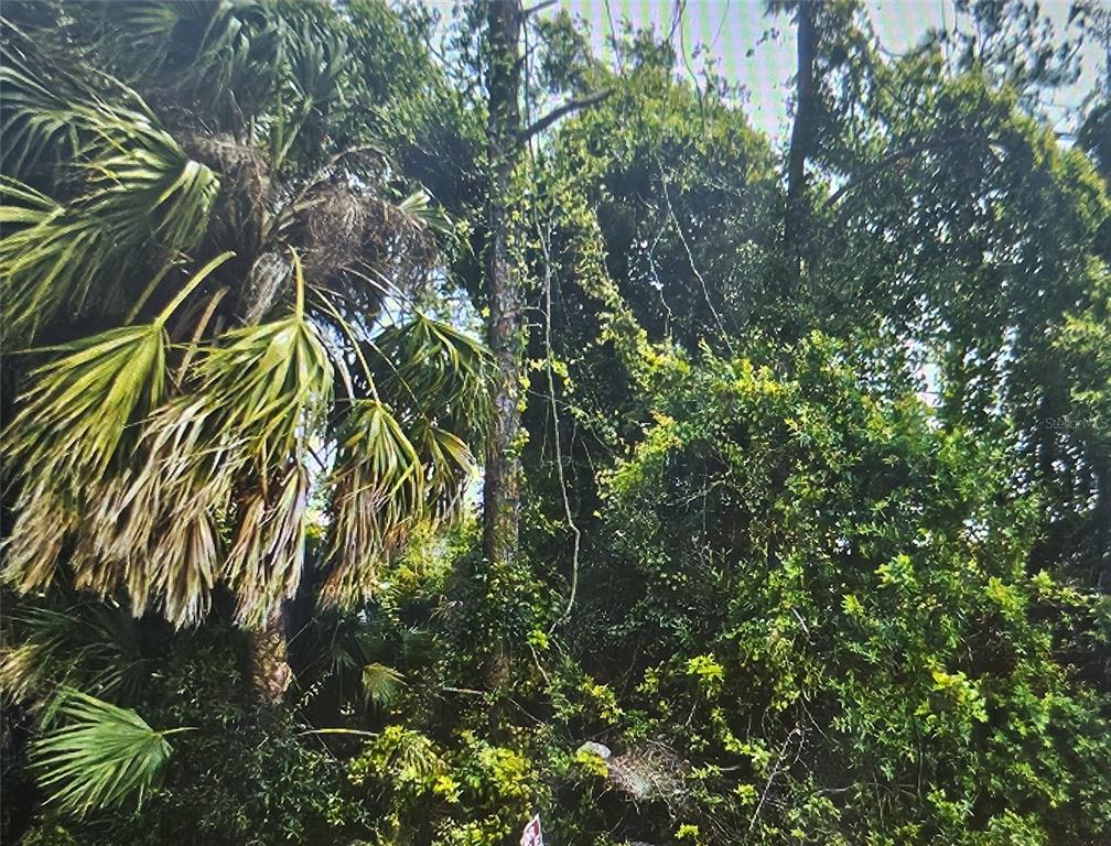 A dense, wooded area features a large palm tree and various green trees and shrubs — 5400 KASPAR STREET, PORT CHARLOTTE, FL