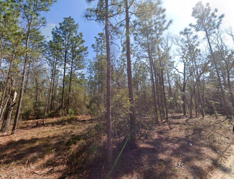 A wooded lot with tall pine trees and sparse ground vegetation under a clear sky — HILLS ROAD, MELROSE, FL