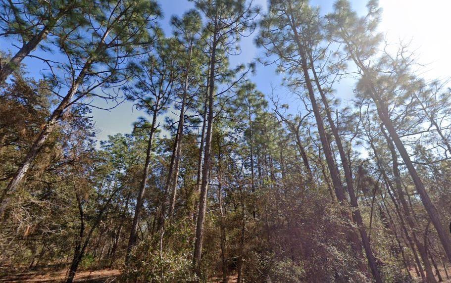A low-angle view of tall pine trees in a wooded area under a clear sky — HILLS ROAD, MELROSE, FL
