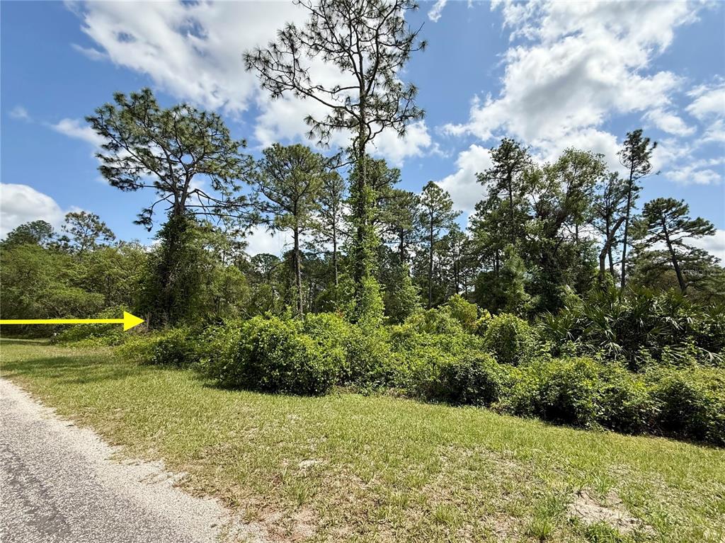 A grassy roadside leads to a dense, wooded lot with tall pine trees and thick undergrowth — LOT 2 QUINCE AVENUE, EUSTIS, FL