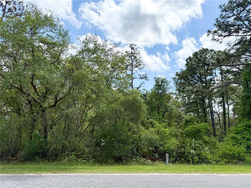 A view of a wooded, undeveloped lot from the edge of a paved road — LOT 2 QUINCE AVENUE, EUSTIS, FL