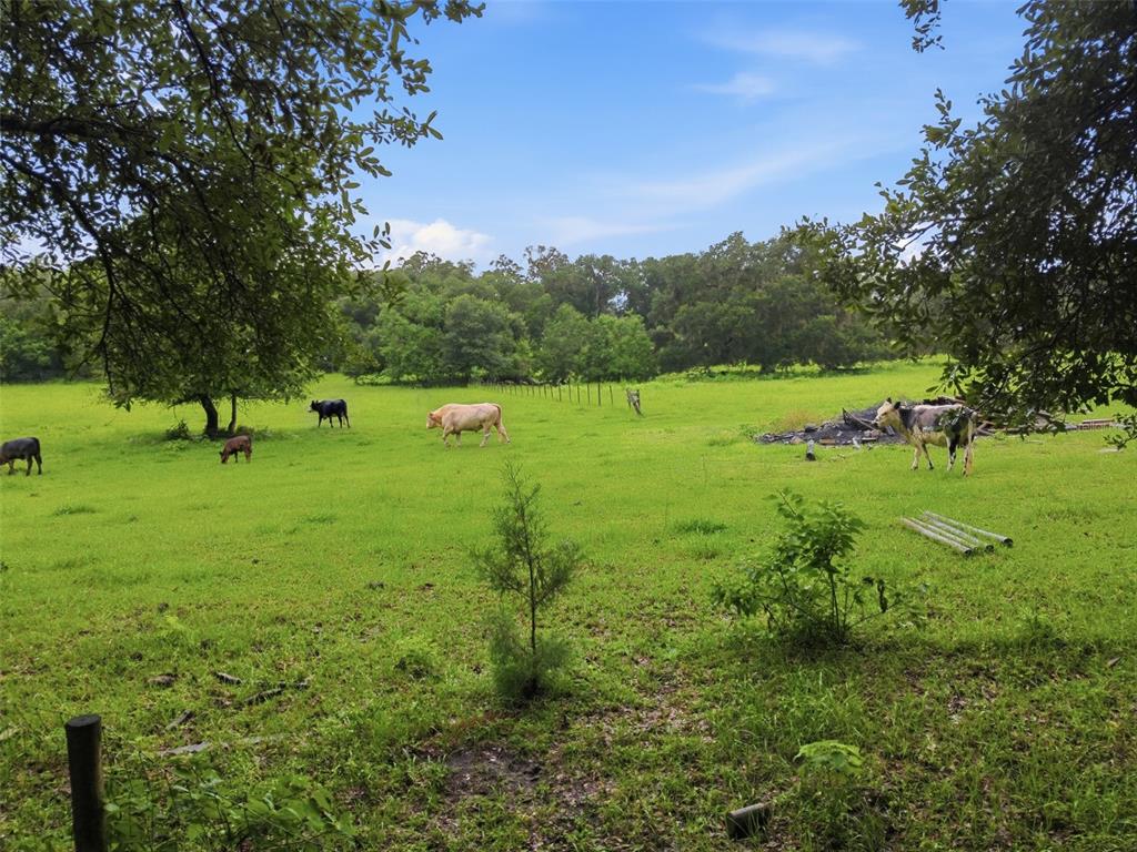 A grassy pasture with several cows grazing under trees and a blue sky — 9299 WEATHERLY ROAD, BROOKSVILLE, FL