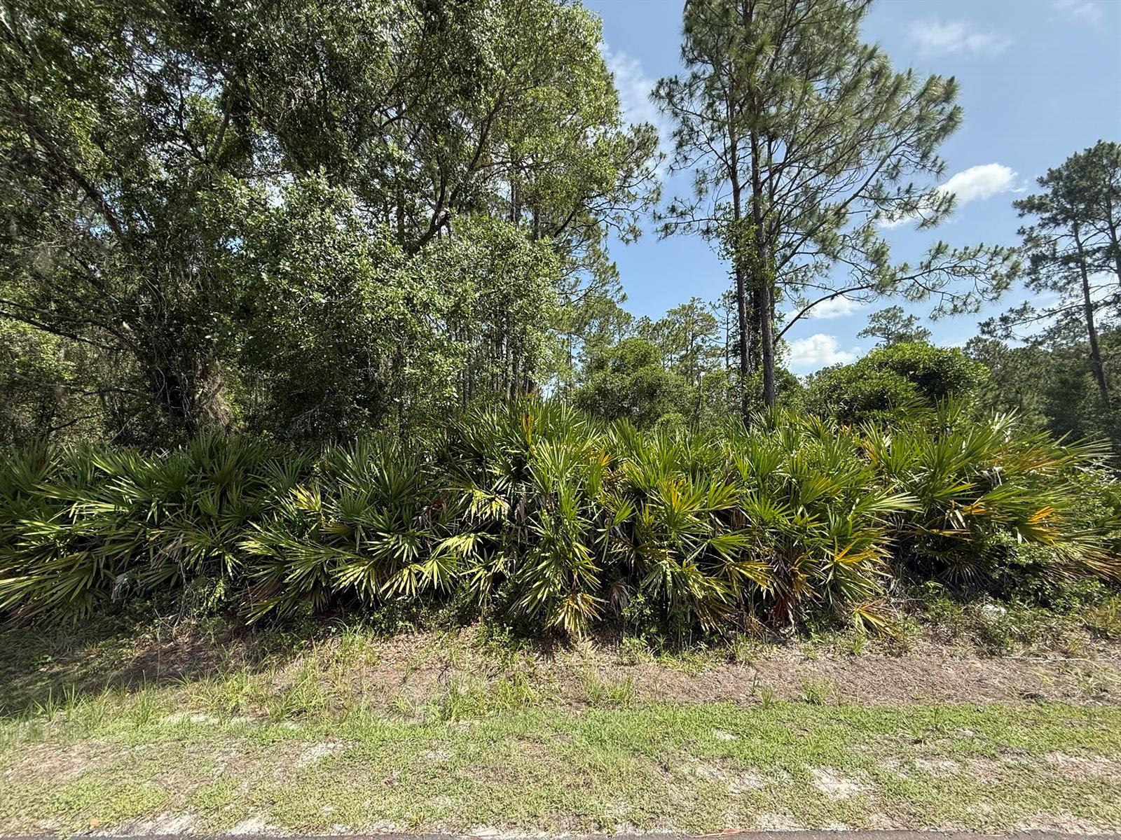 A dense thicket of saw palmetto plants grows in front of tall pine and oak trees — 174 Millican Road, Palatka FL 32177, PALATKA, FL
