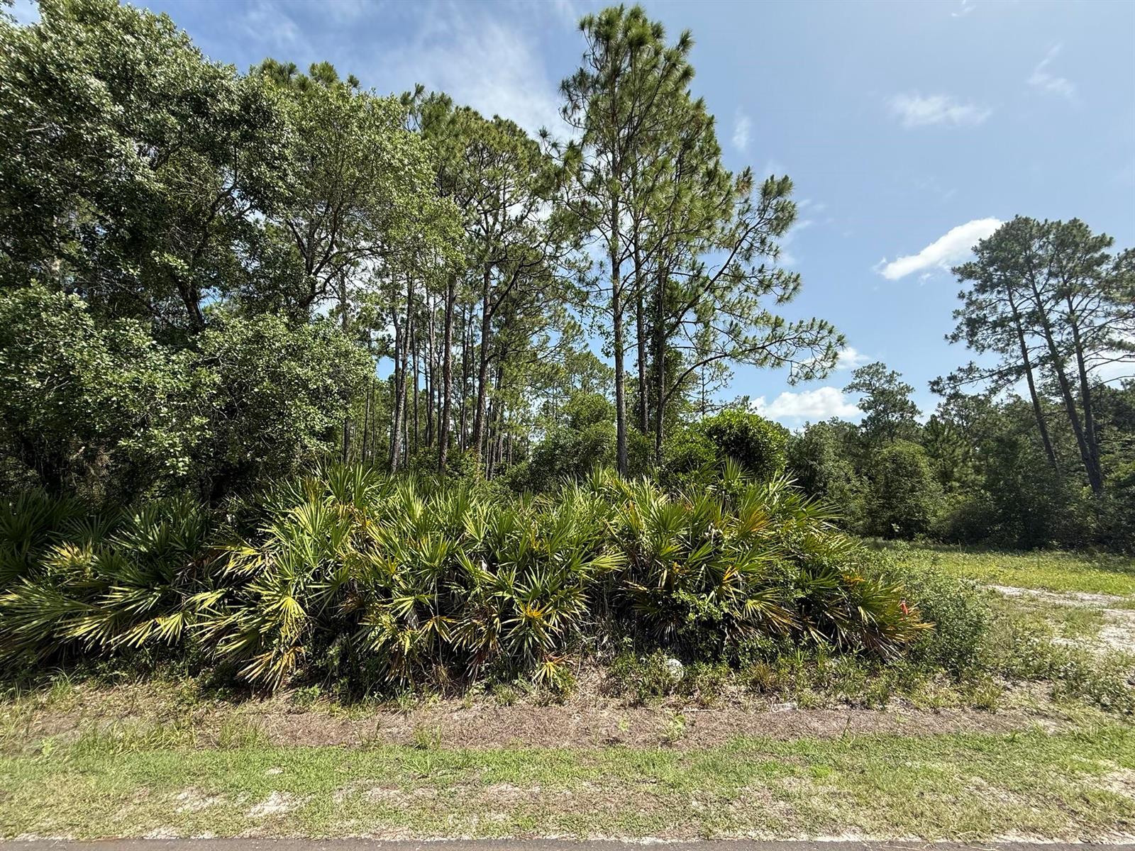 A wooded lot features a dense cluster of saw palmettos beneath tall pine trees — 174 Millican Road, Palatka FL 32177, PALATKA, FL
