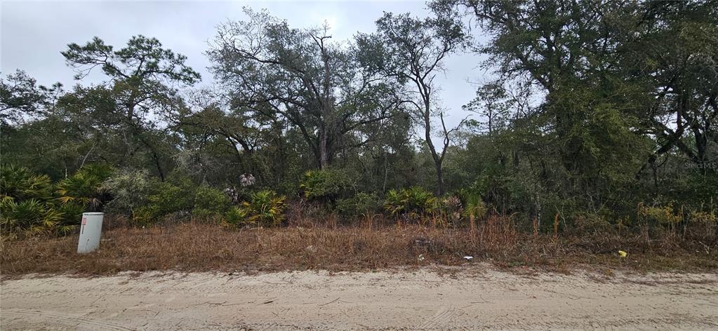A dirt road runs in front of a wooded lot with dense trees and vegetation — SW 155TH STREET, DUNNELLON, FL