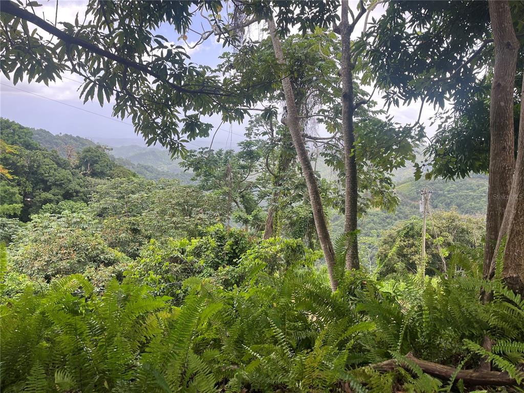 A view of a lush, forested mountain landscape with dense trees and ferns — KM 19.9 CARR 128, YAUCO, PR