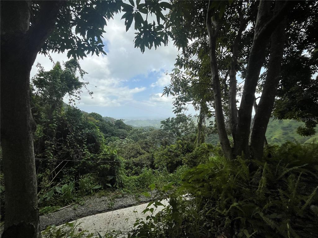 A view of a lush, forested mountain landscape framed by trees from a paved path — KM 19.9 CARR 128, YAUCO, PR