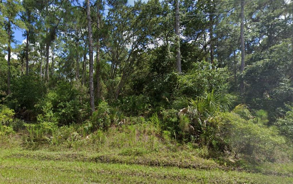 A view of a densely wooded, undeveloped lot with tall pine trees and thick underbrush — Lot 15 LOVERING AVENUE, NORTH PORT, FL