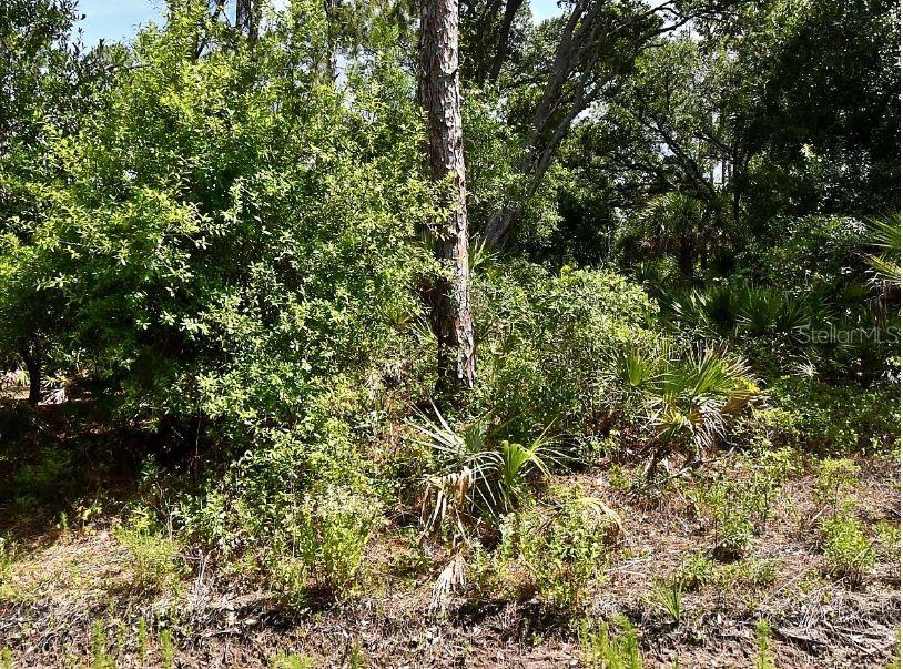 A view of a wooded lot featuring a tall pine tree and dense native vegetation — Lot 15 LOVERING AVENUE, NORTH PORT, FL