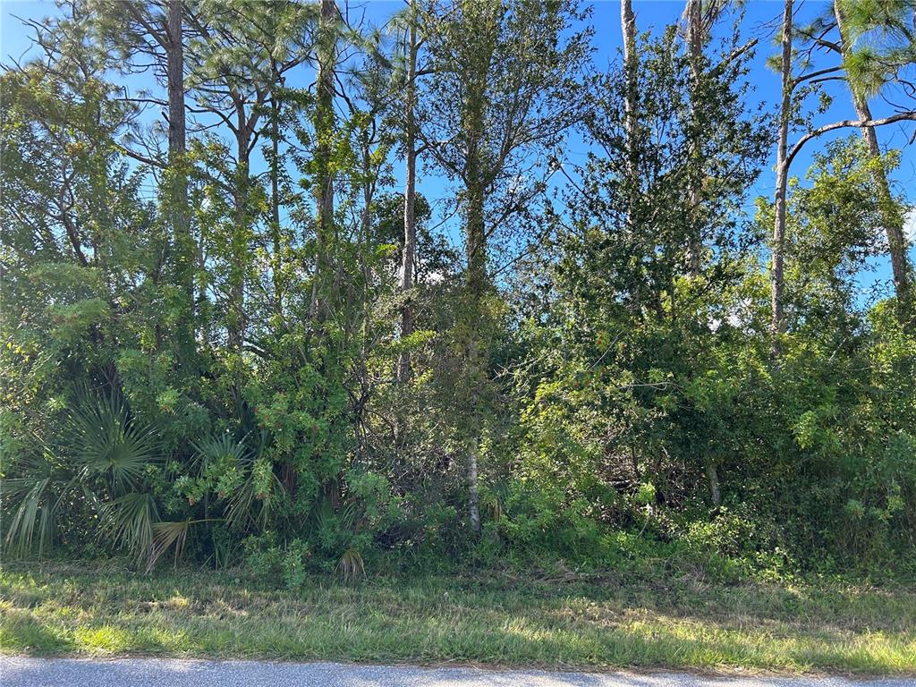 A dense wooded lot with tall pine trees and thick underbrush borders a paved road — 168 CAPATOLA STREET, PORT CHARLOTTE, FL