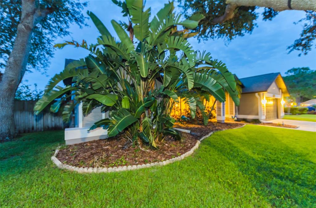 A large bird of paradise plant sits in a mulched garden bed before a house — 5441 WORTHINGTON LOOP, PALM HARBOR, FL