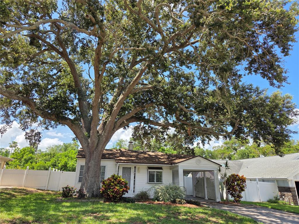 A single-story white house with a carport is shaded by a large, mature oak tree — 321 WILDWOOD WAY, BELLEAIR, FL