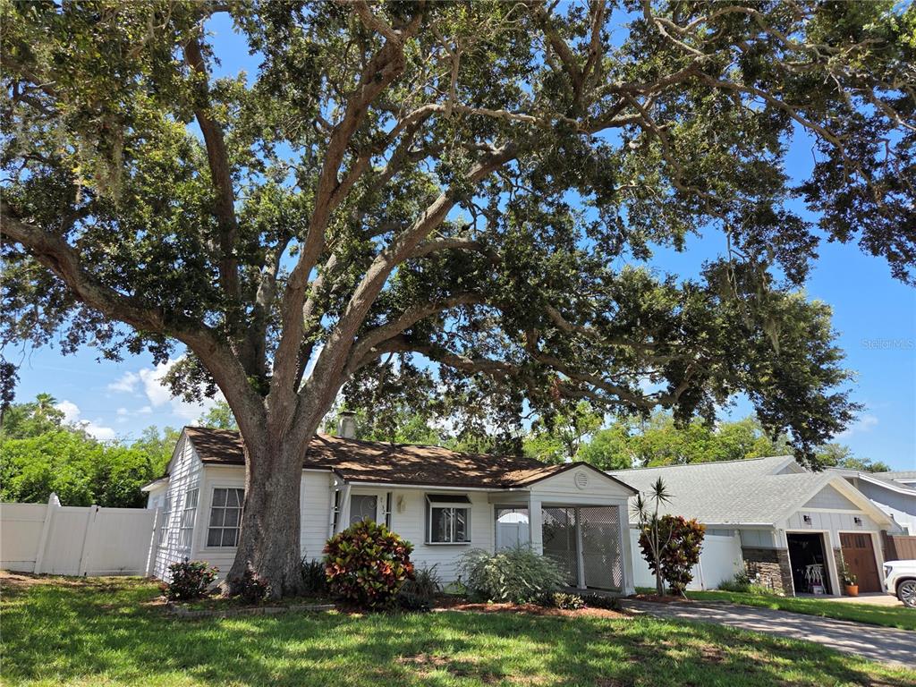 A white house with a large oak tree in the front yard — 321 WILDWOOD WAY, BELLEAIR, FL