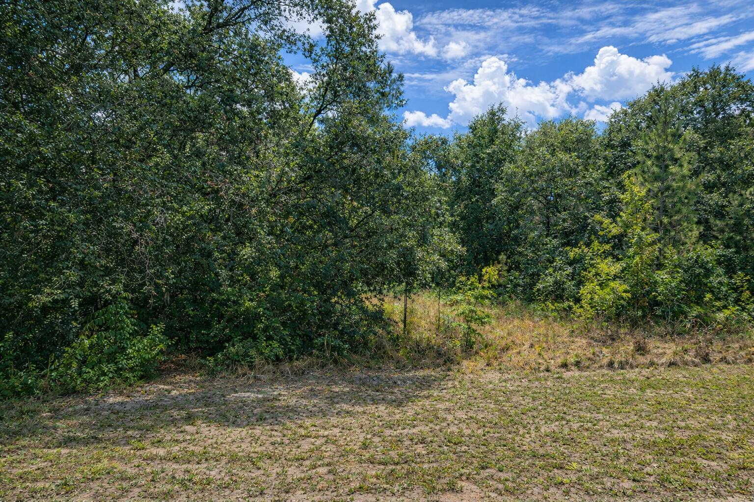 A grassy, partially cleared lot sits in front of a dense forest under a blue sky — 4375 SW 194th Avenue, FL 34432, FL
