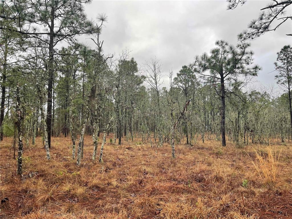TBD SE 71 STREET, MORRISTON, FL — photo 2 of 6