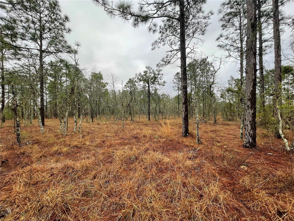 TBD SE 71 STREET, MORRISTON, FL — photo 3 of 6