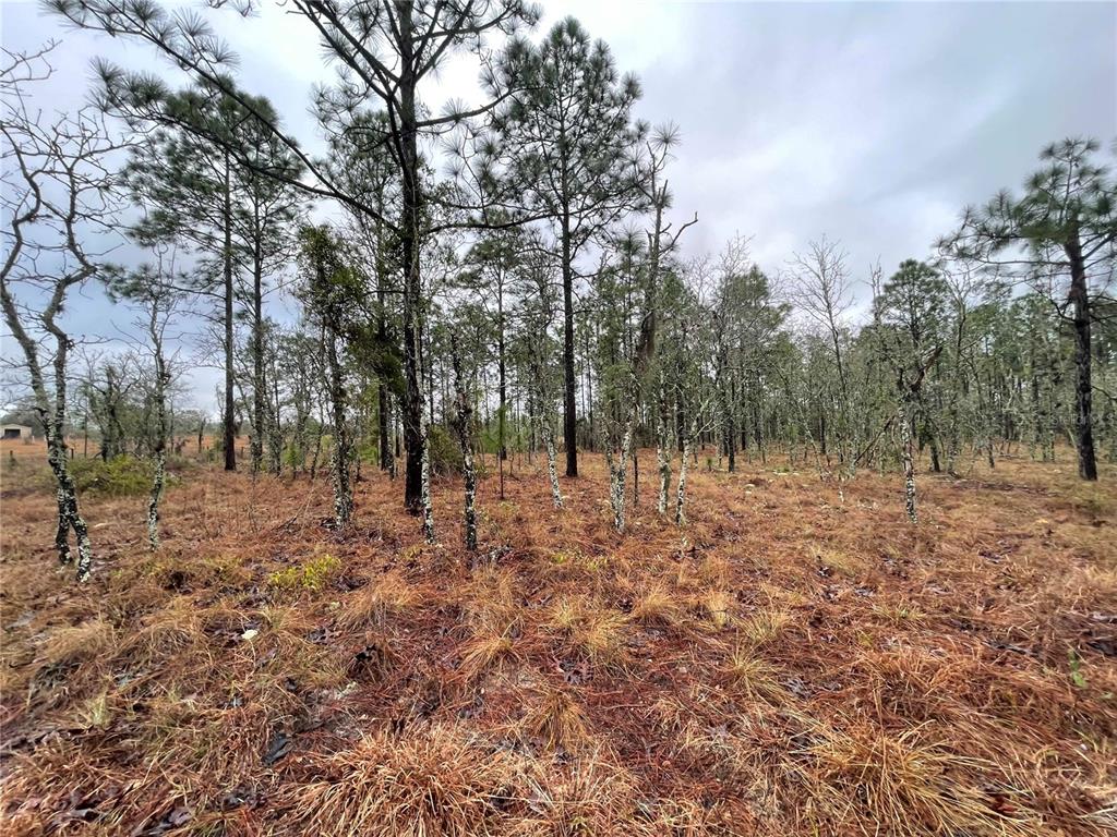TBD SE 71 STREET, MORRISTON, FL — photo 4 of 6