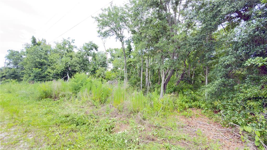 A view of a wooded lot with tall trees and overgrown vegetation — 7402 LAND DRIVE, WESLEY CHAPEL, FL