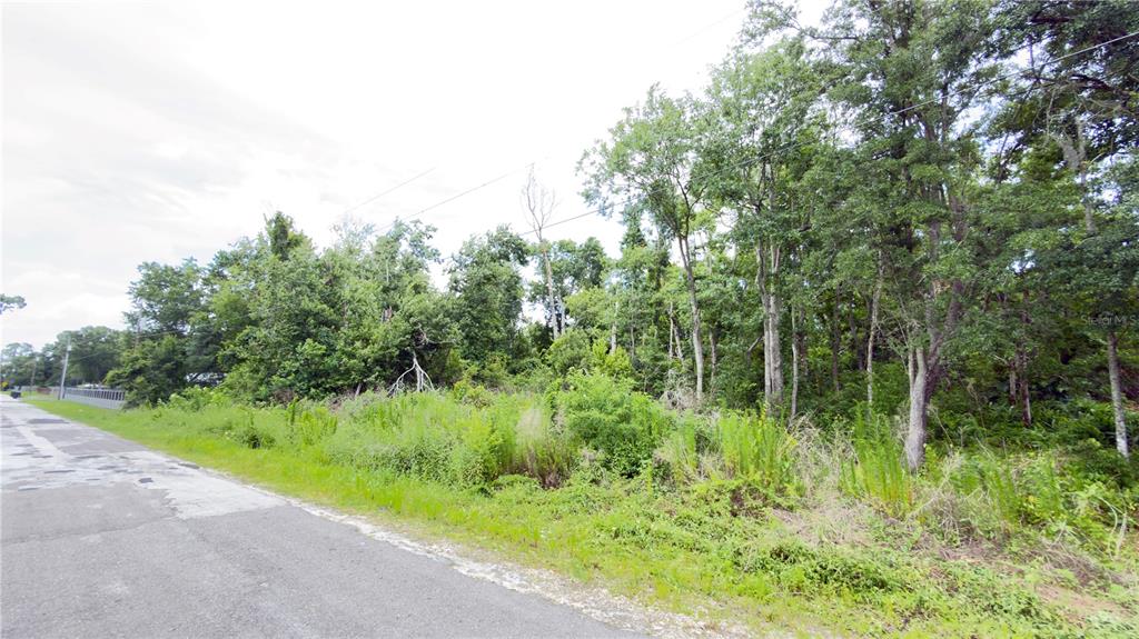 A paved road runs alongside a wooded, undeveloped lot with dense trees and tall grass — 7402 LAND DRIVE, WESLEY CHAPEL, FL