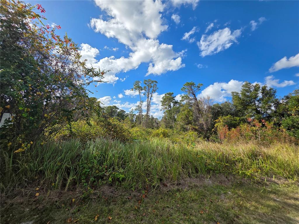 A view of a grassy, overgrown vacant lot with dense trees under a blue sky — 520 W KINGWAY DRIVE, DELTONA, FL