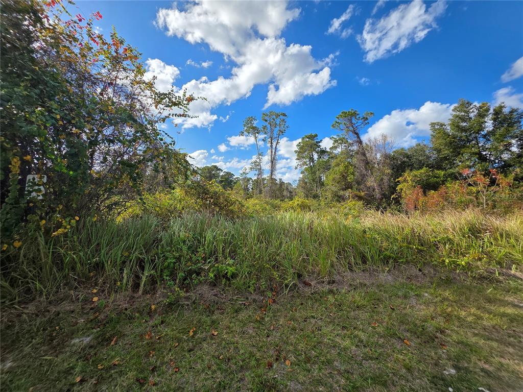 A view of a grassy, overgrown vacant lot with trees under a blue sky — 520 W KINGWAY DRIVE, DELTONA, FL