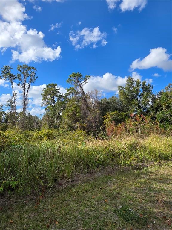 A view of a grassy, undeveloped lot with tall trees and a blue sky — 520 W KINGWAY DRIVE, DELTONA, FL
