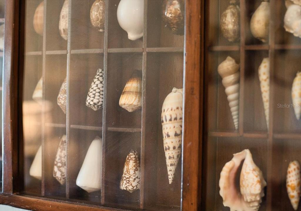 A wooden display case holds a collection of various seashells behind glass panels — 54 SE 910TH AVENUE UNIT 115, SUWANNEE, FL