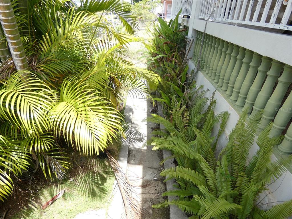 A narrow concrete walkway runs between a palm tree and a house with green balusters — 491 CALLE GLADIOLA, VIEQUES, PR