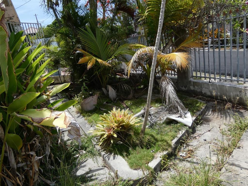 An overgrown garden area features palm trees, a bromeliad, and a metal fence — 491 CALLE GLADIOLA, VIEQUES, PR