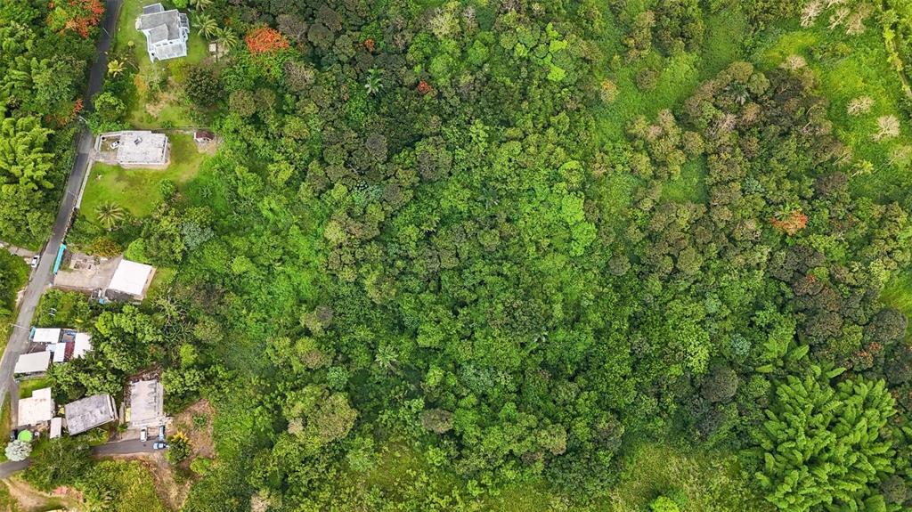 An aerial view shows a dense forest area adjacent to a road with several houses — BO VALENCIANO ARRIBA CARR 919 KM 4.0, JUNCOS, PR