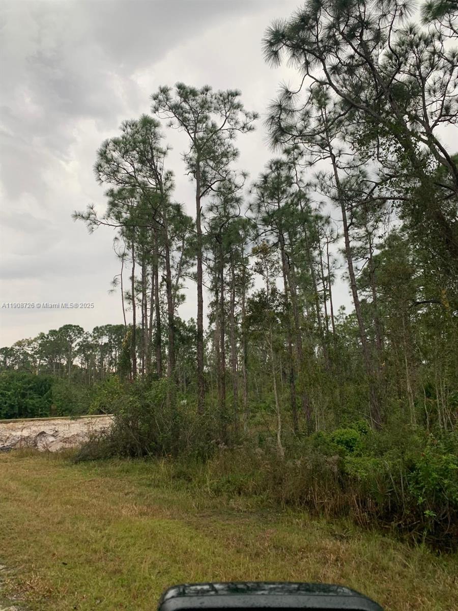Tall pine trees stand in a wooded area behind a grassy foreground — 28338 Calais Ave, Punta Gorda FL 33955, PUNTA GORDA, FL