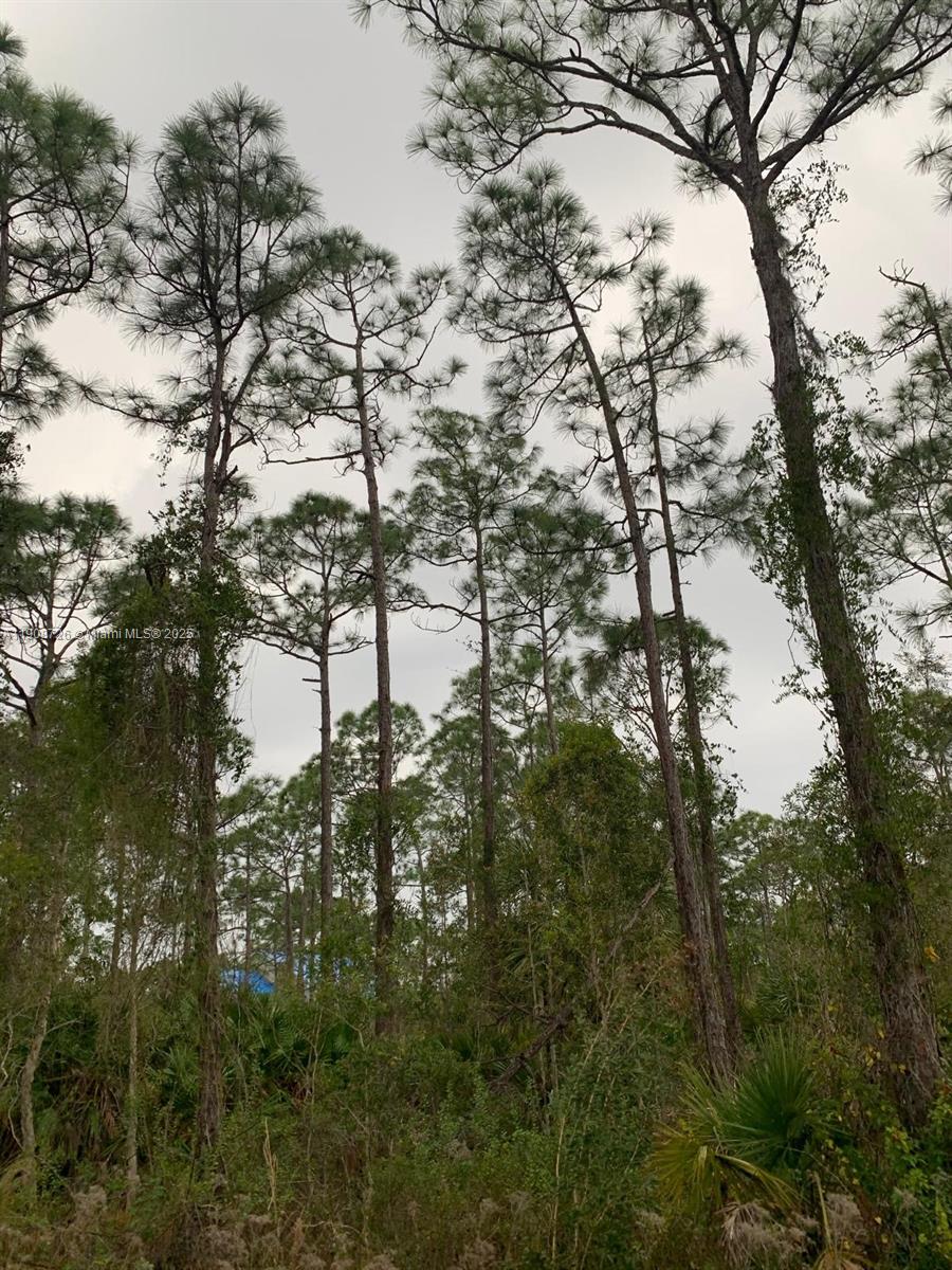 A view looking up at tall pine trees in a wooded area under a cloudy sky — 28338 Calais Ave, Punta Gorda FL 33955, PUNTA GORDA, FL