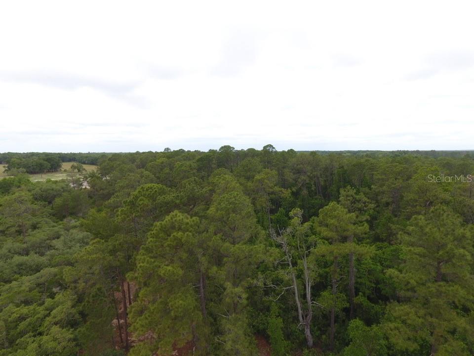 An aerial view shows a dense forest of pine trees under a cloudy sky — 155 SNAKE HILL ROAD, POMONA PARK, FL