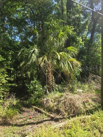 A tall palm tree stands in a wooded area with dense green foliage and brush — 0 FORT DADE AVENUE, BROOKSVILLE, FL