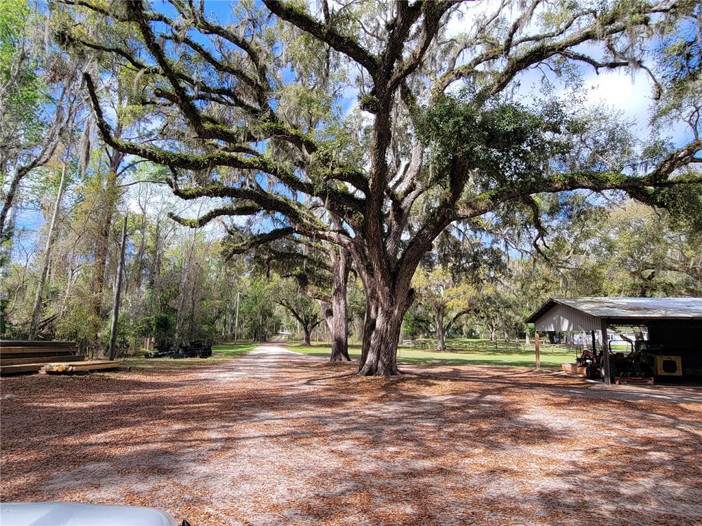 A large oak tree stands in a dirt yard next to a covered equipment shed — 22397 MONDON HILL ROAD, BROOKSVILLE, FL