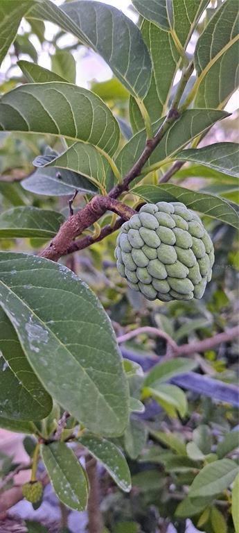 A close-up view of a sugar apple fruit growing on a tree branch — 3321 38th Avenue, Okeechobee FL 34974, OKEECHOBEE, FL